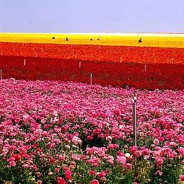 《忍者龙剑传4》新实机视频 流畅且帅气的连招